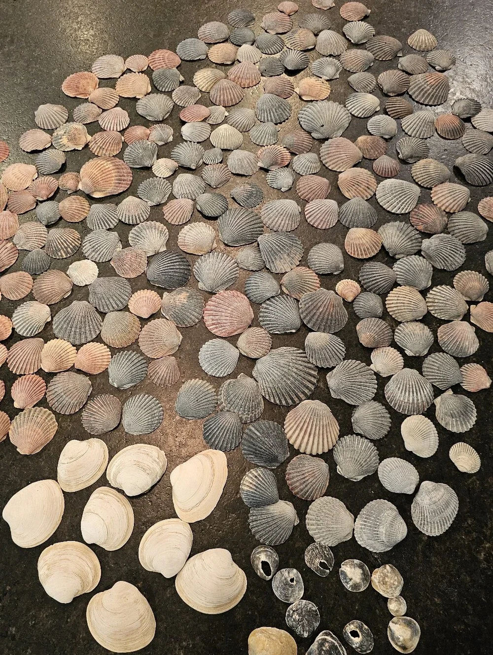 229 Seashells Natural Pink, Gray, Cream for Crafting, Stained Glass, Jewelry